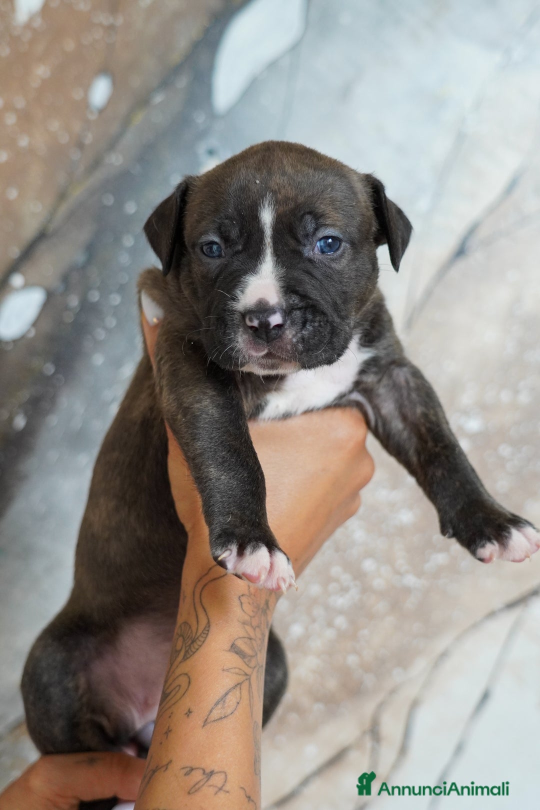 American Bully cani in vendita: Cuccioli American Bully XXL  a Provincia di Lecco - Immagine 1