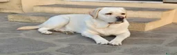 Labrador cani in vendita: Cuccioli Labrador Retriever - Annuncio 7