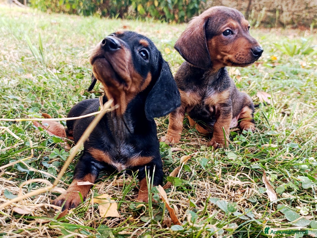 Bassotto cani in vendita: Bassotti - Immagine 1