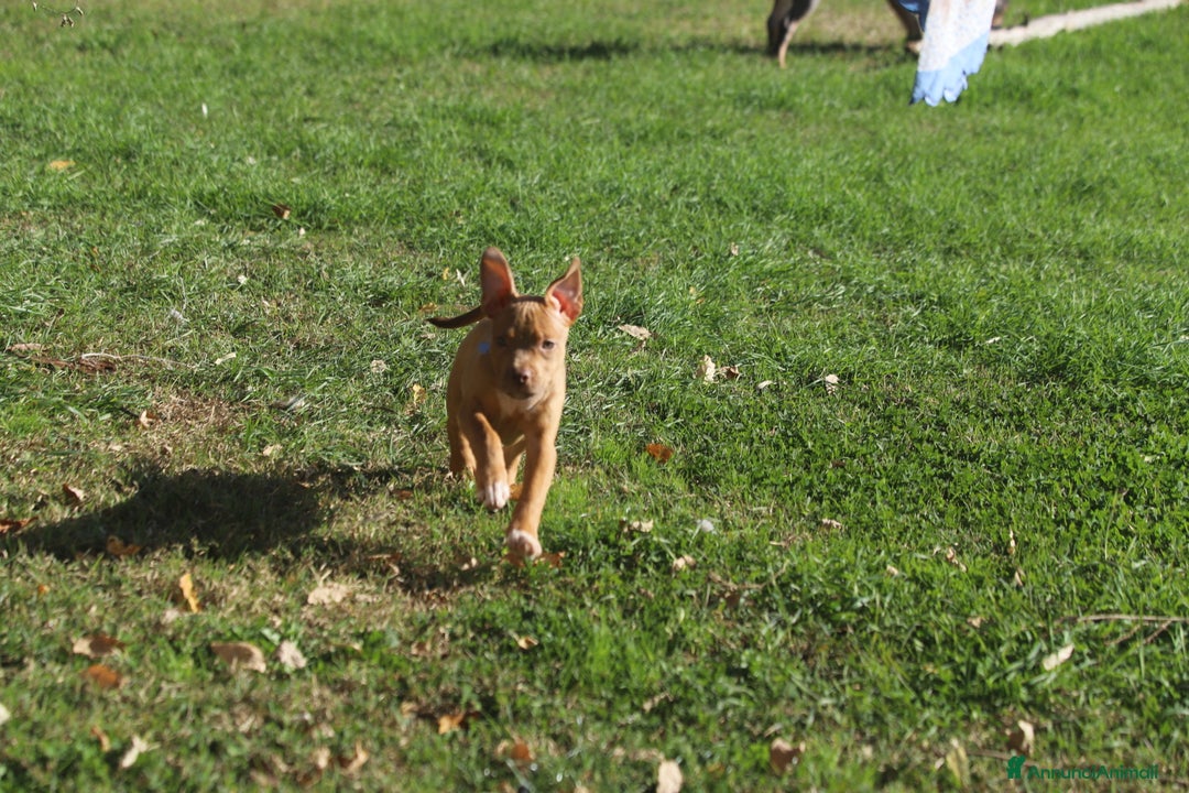 Pitbull cani in vendita: Cuccioli Pit Bull con Pedigree anche a rate - Annuncio 12