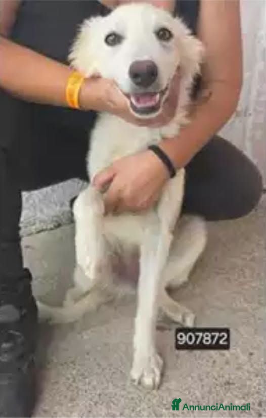 Meticcio cani Ada.. - Annuncio 11