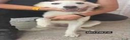 Meticcio cani in regalo: Ada.. - Annuncio 1