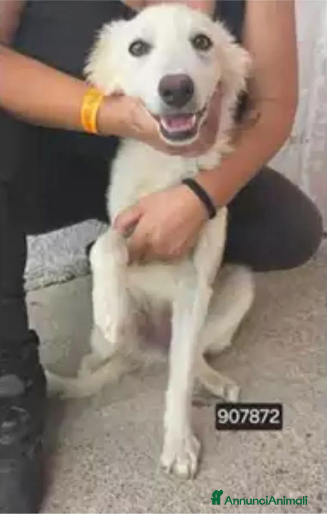 Meticcio cani in regalo: Ada.. - Annuncio 1