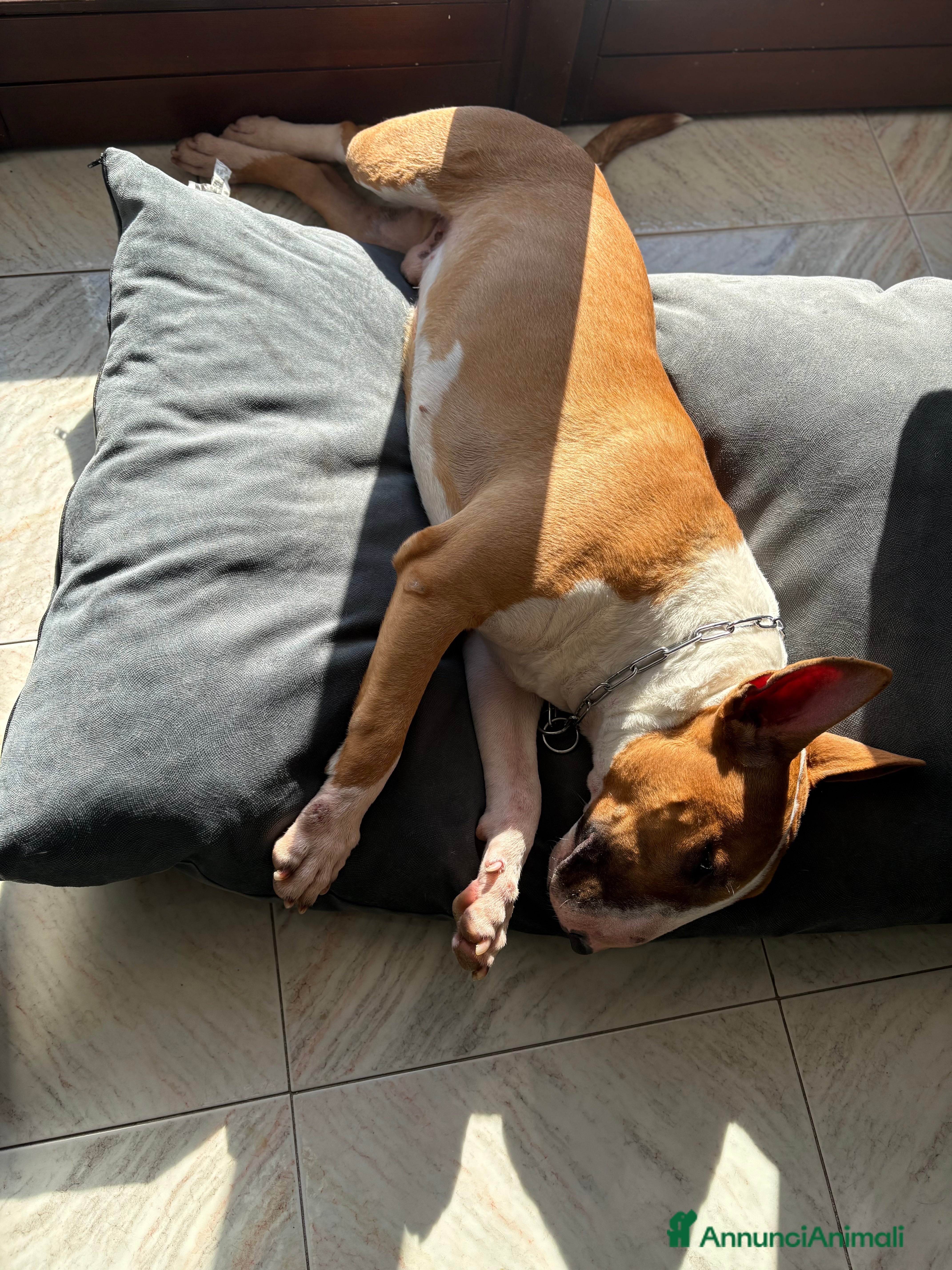 Bull Terrier cani Bull terrier standard  - Annuncio 10