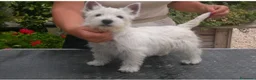 West Highland cani in vendita: West Highland  - Annuncio 2
