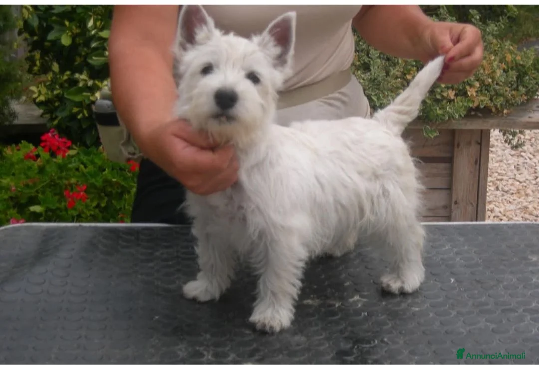 West Highland cani in vendita: West Highland  - Annuncio 2