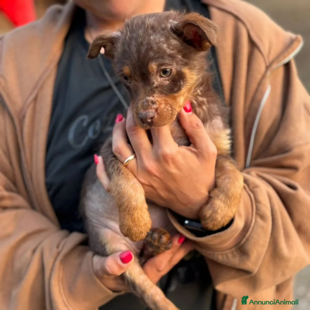 Meticcio cani in regalo: CHOCO cucciolo 3 mesi tg medio piccola adozione - Annuncio 2