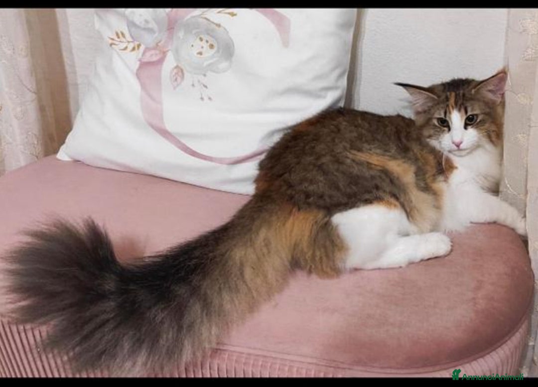 Norvegese gatti in vendita: CUCCIOLI GATTO NORVEGESE DELLE FORESTE - Annuncio 10