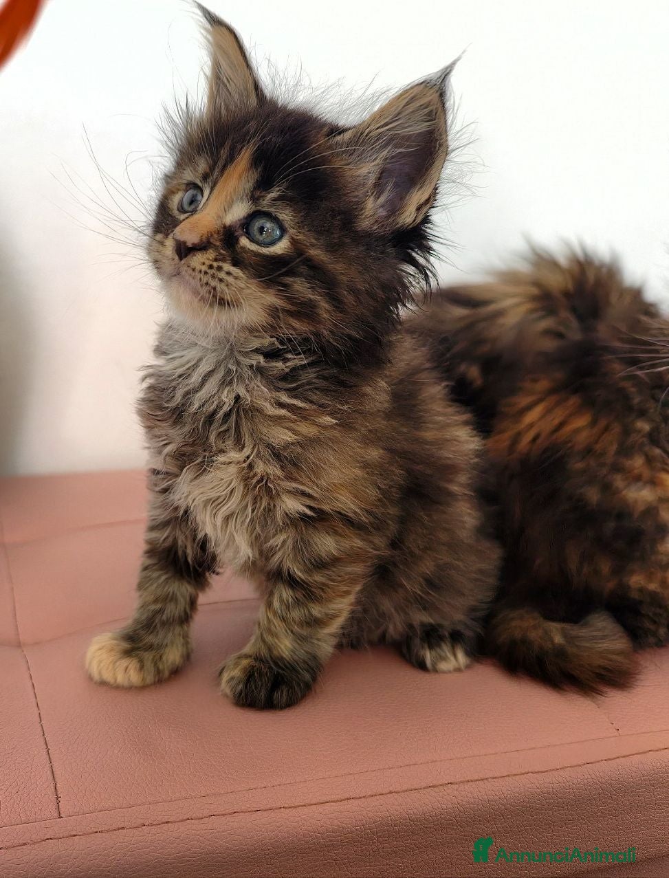 Maine Coon gatti Cucciola Maine coon  - Annuncio 13