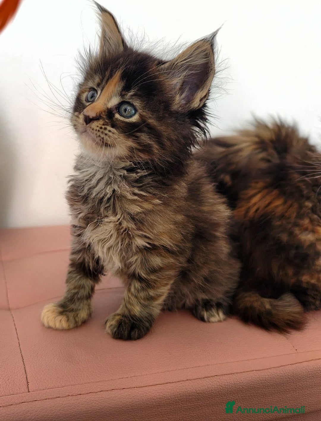 Maine Coon gatti in vendita: Cucciola Maine coon  - Annuncio 1