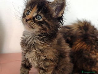 Maine Coon gatti Cucciola Maine coon - Annuncio 2