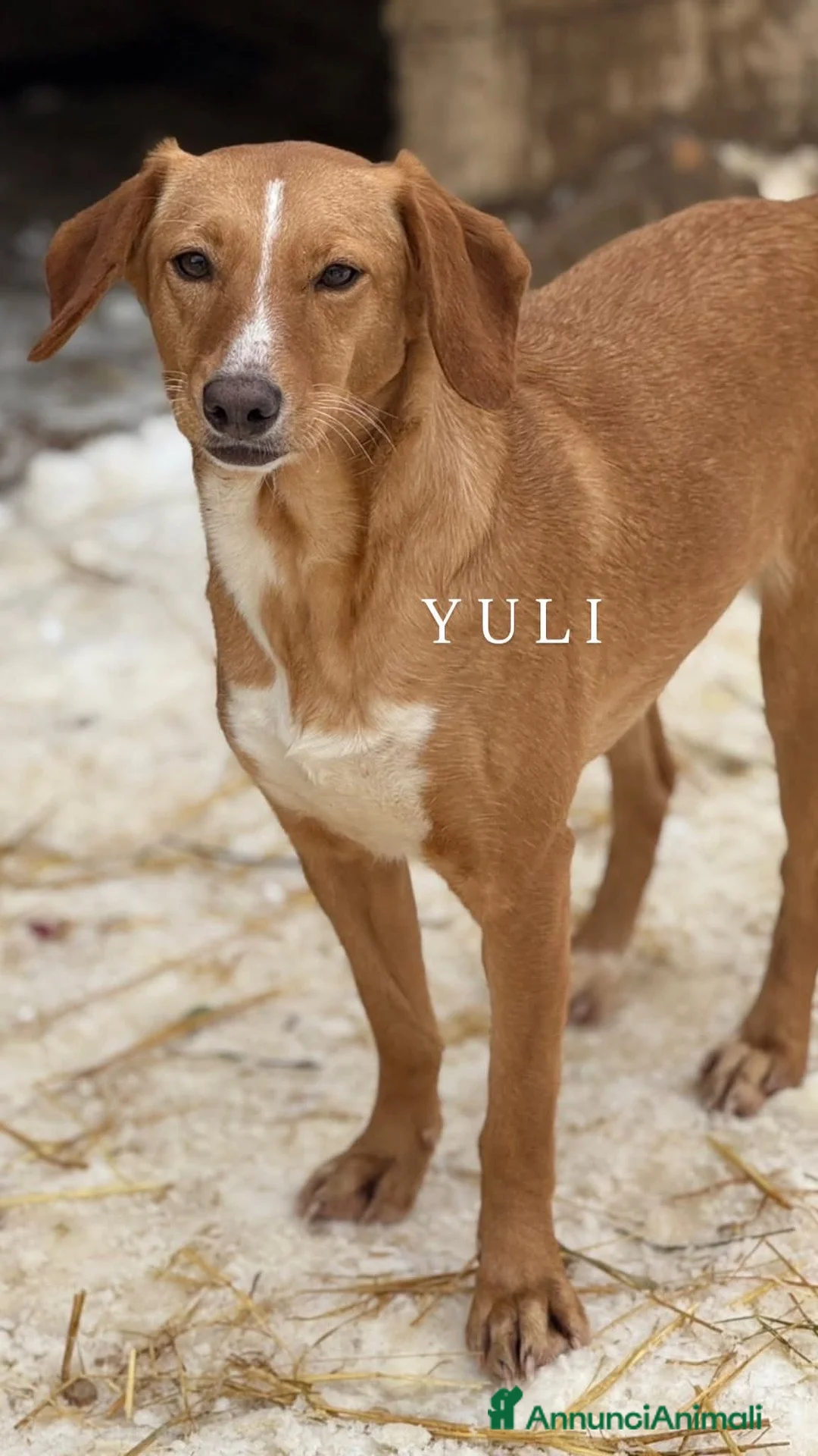 Meticcio cani in regalo: YULI & NIKA, sorelline simpaticissime  - Annuncio 2