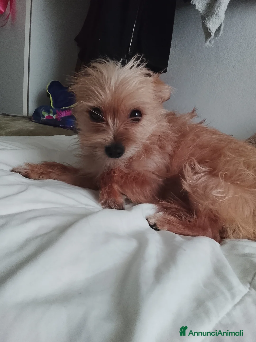 Meticcio cani in regalo: Cane in regalo a Provincia di Padova - Annuncio 2