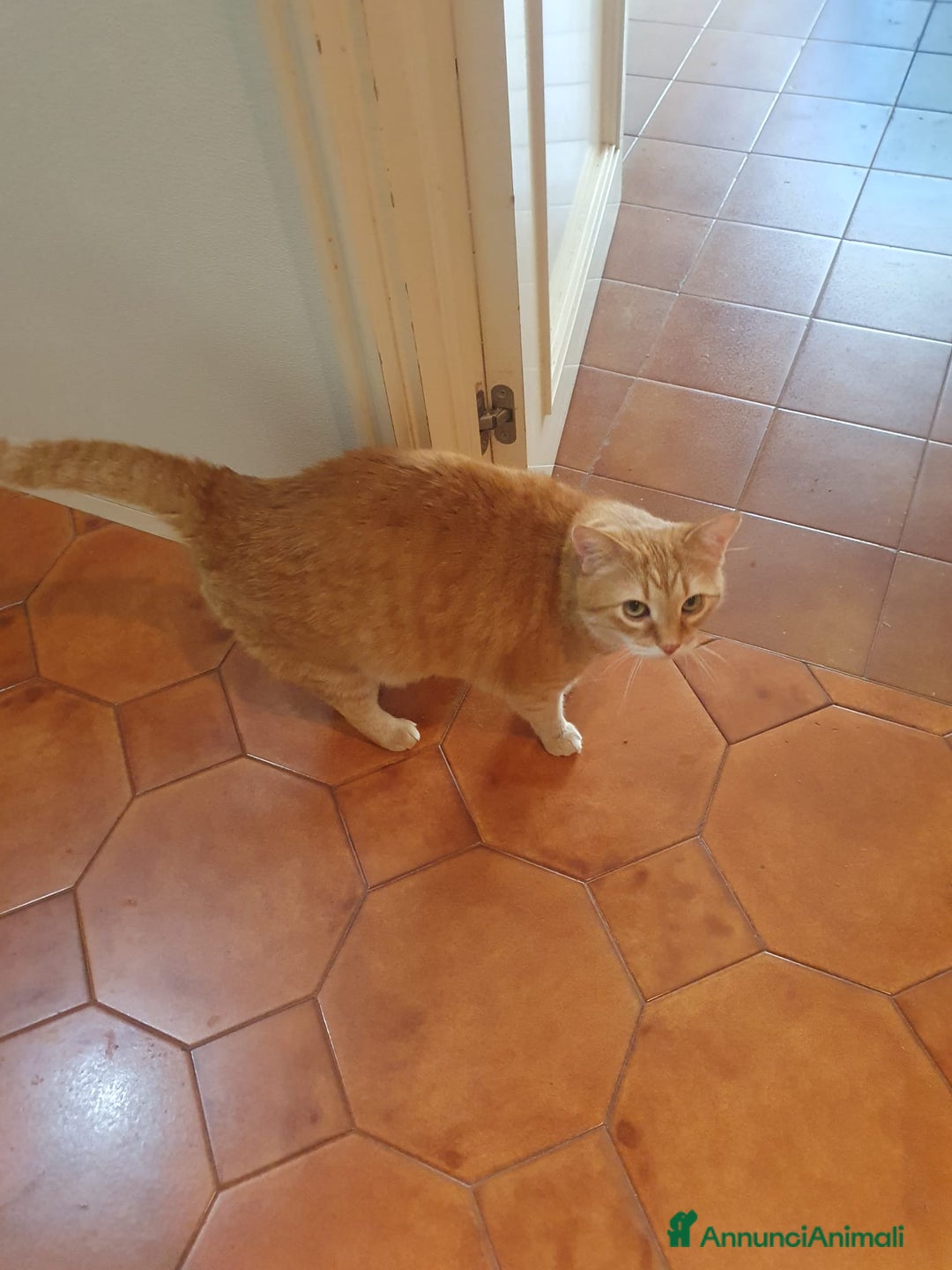 Meticcio gatti in regalo: Cercano casa  a Città metropolitana di Catania - Annuncio 3