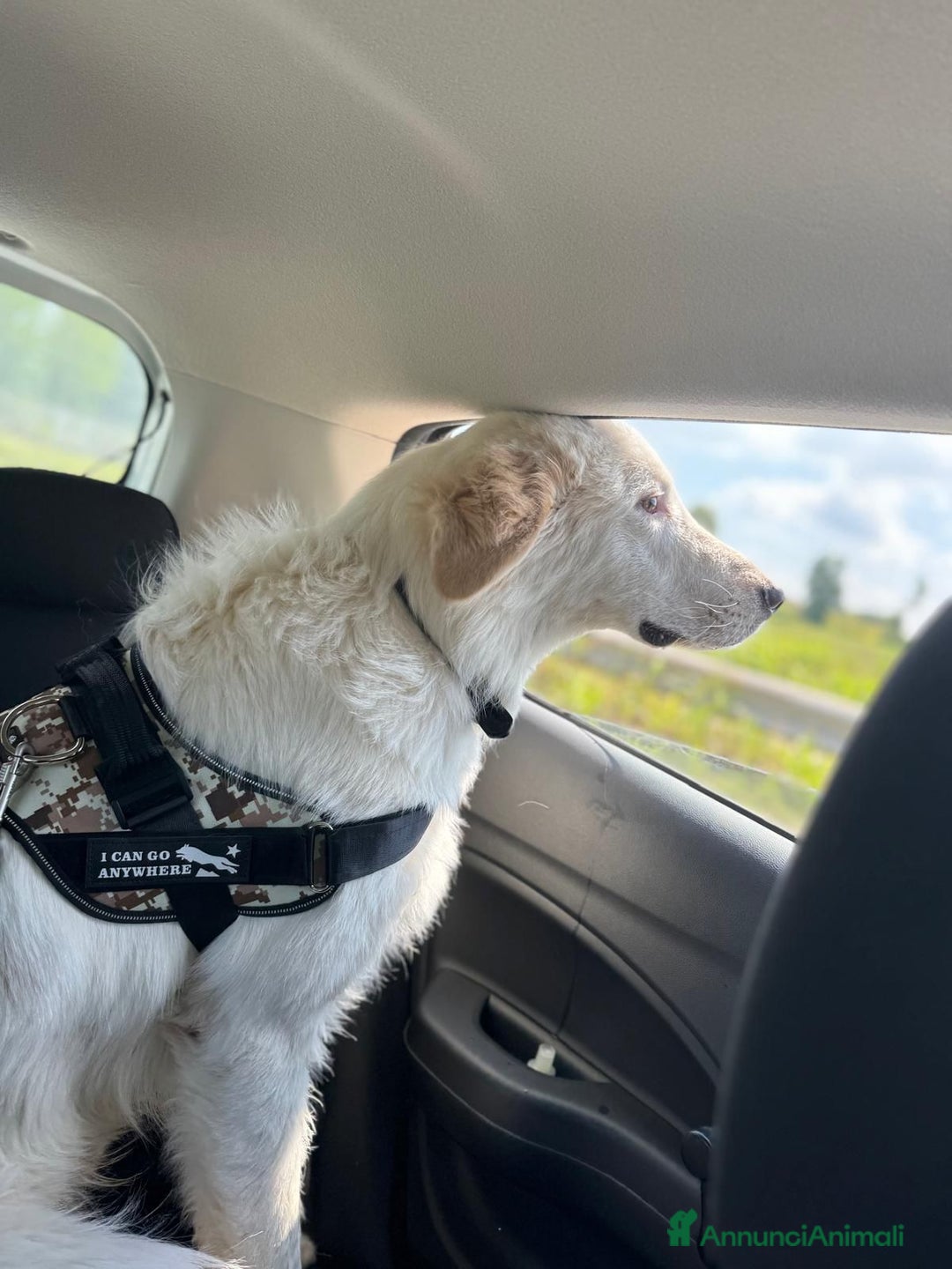 Meticcio cani in regalo: Igor cerca casa - Annuncio 3