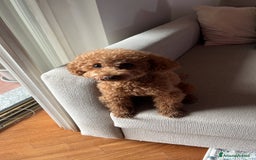 Barboncino Toy cani per accoppiamento: Disponibile per monta  - Annuncio 1