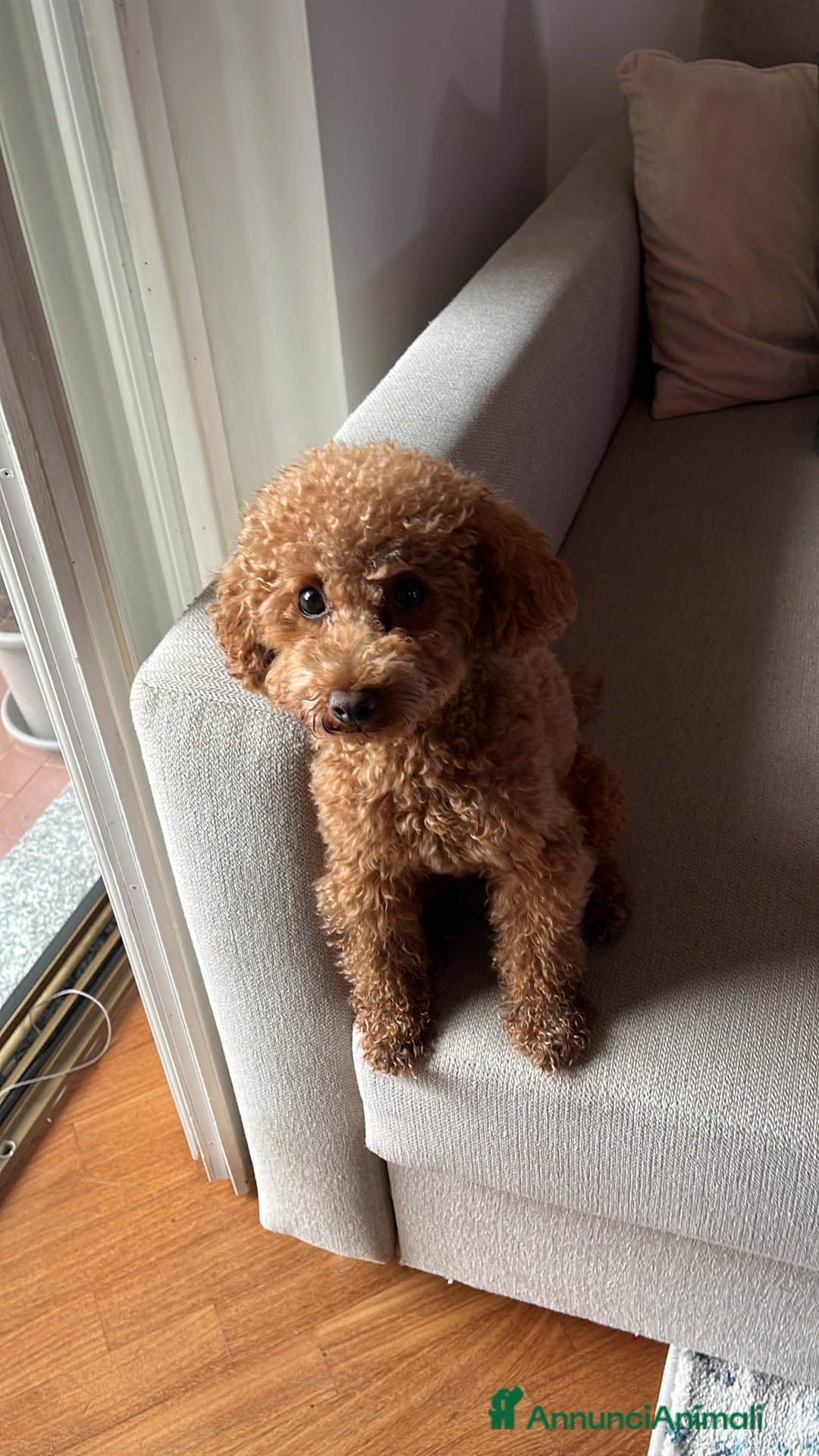 Barboncino Toy cani per accoppiamento: Disponibile per monta  - Annuncio 1