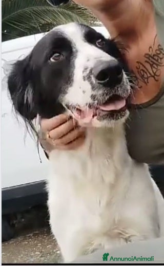 Meticcio cani 2anni mix Maremmano/Setter INVISIBILE ROMA SOS!!! a Città Metropolitana di Milano - Annuncio 7