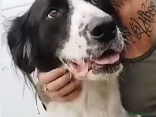 Meticcio cani 2anni mix Maremmano/Setter INVISIBILE ROMA SOS!!! a Città Metropolitana di Milano - Annuncio 9