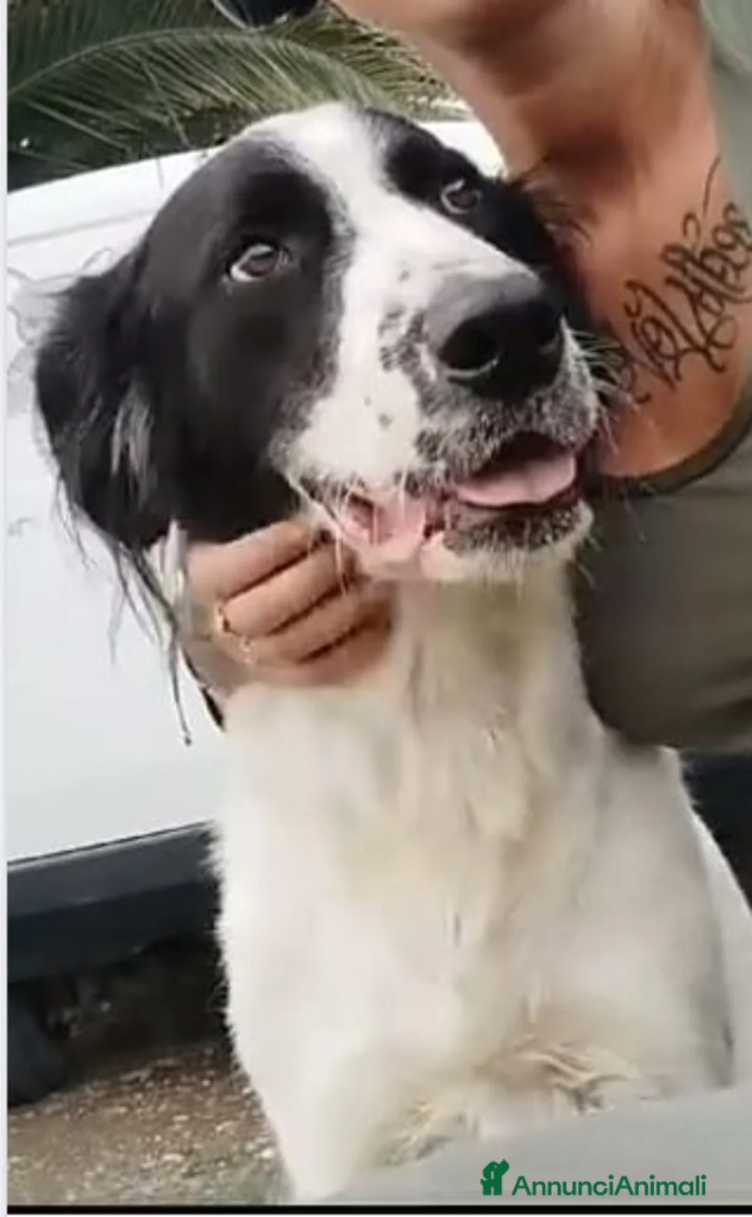 Meticcio cani in regalo: 2anni mix Maremmano/Setter INVISIBILE ROMA SOS!!! a Città Metropolitana di Milano - Annuncio 1