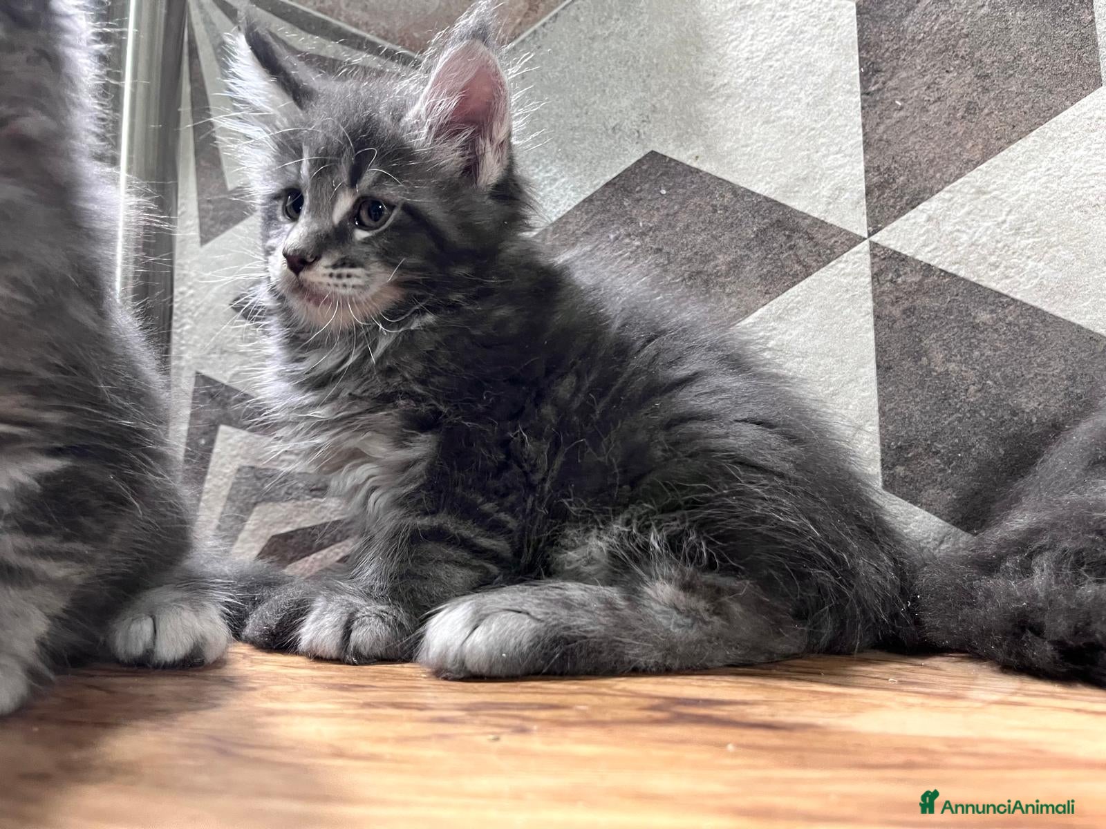Maine Coon gatti Cuccioli di Maine Coon Top linea estera - Annuncio 3