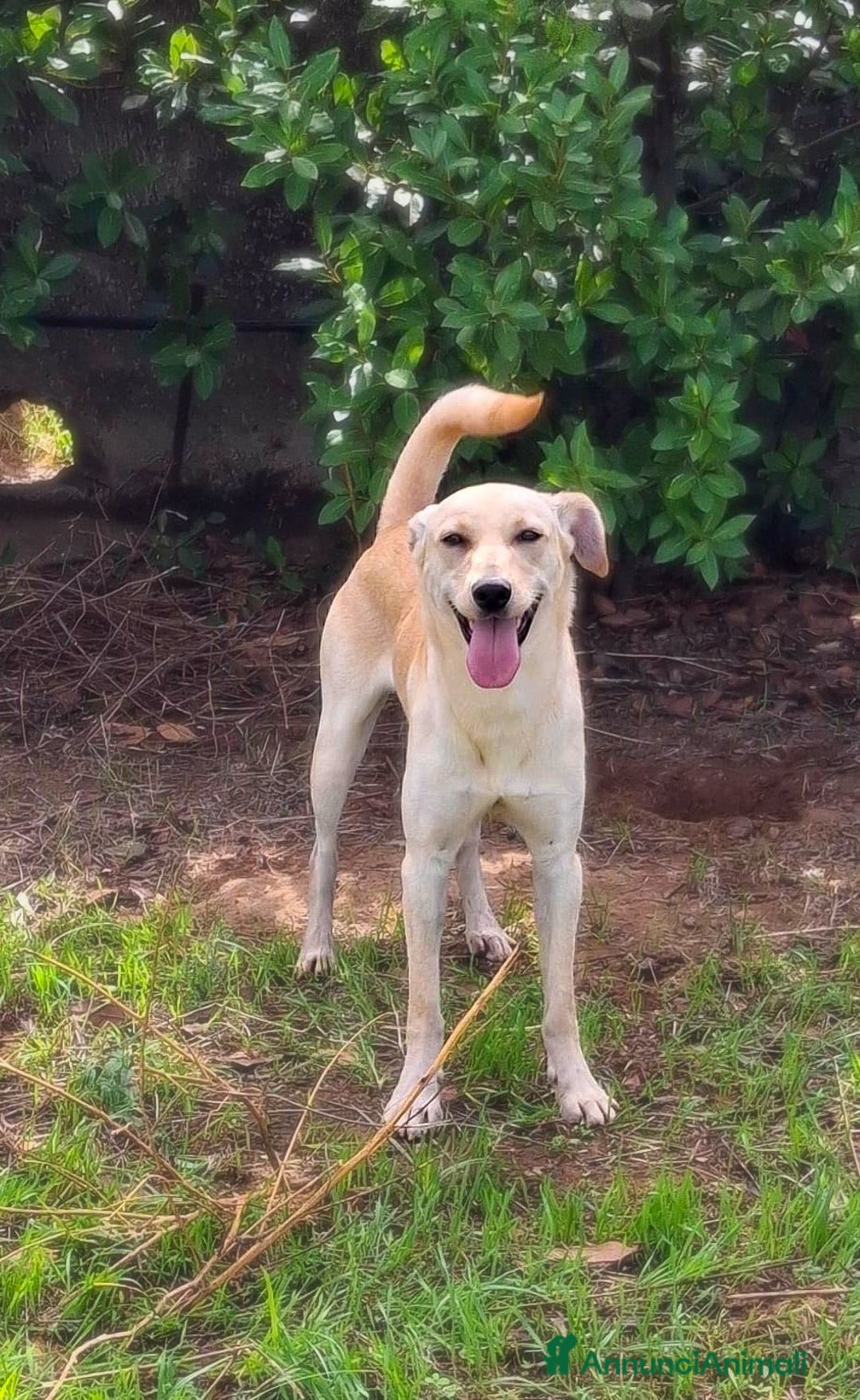 Meticcio cani in regalo: OLLY 💙 - cucciolo docile e coccolone cerca casa🥺 - Annuncio 7