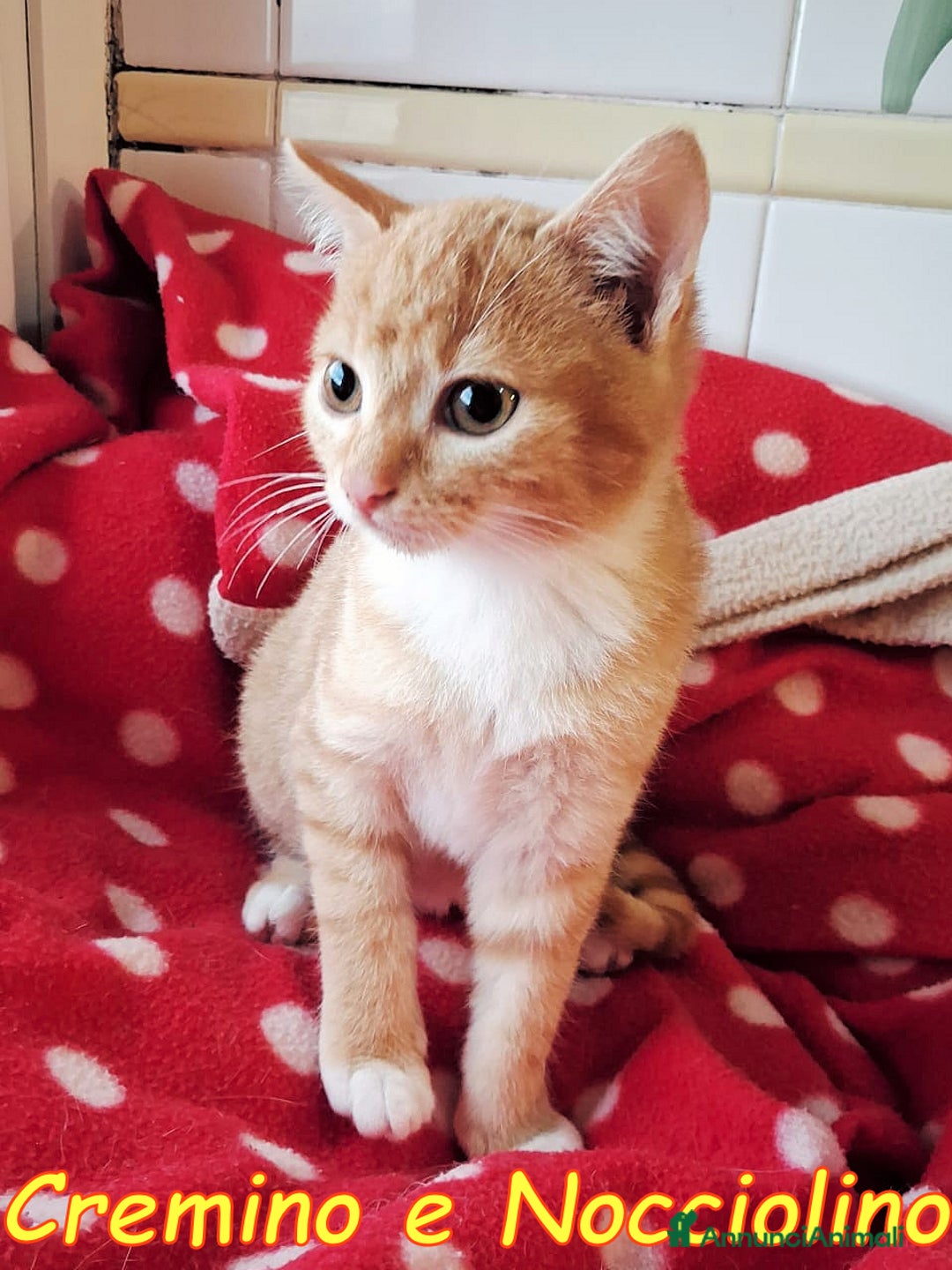 Europeo gatti in regalo: CREMINO E NOCCIOLINO - Annuncio 6