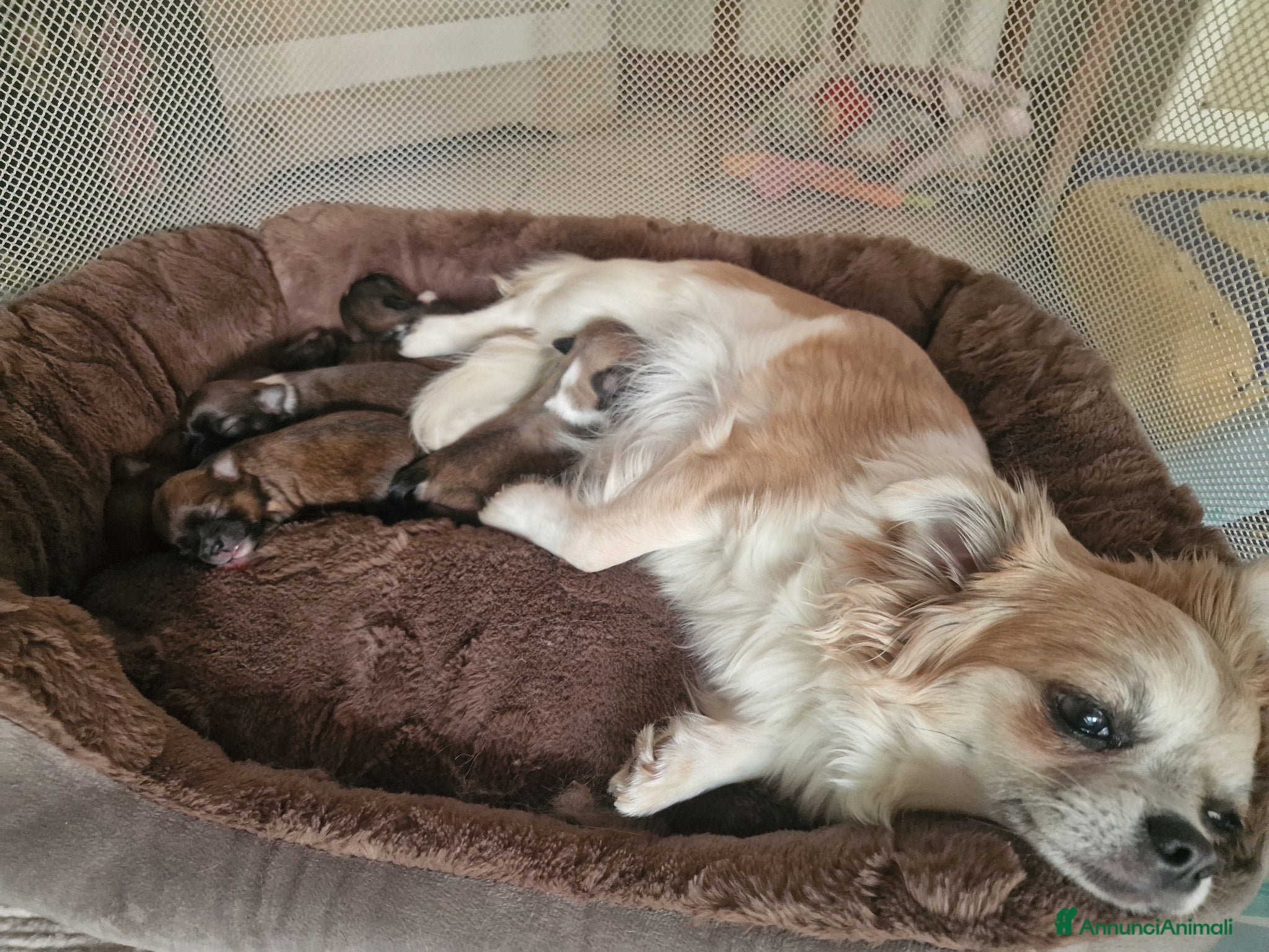 Chihuahua cani Chihuahua fulvi a pelo lungo - Annuncio 1