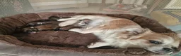 Chihuahua cani in vendita: Chihuahua fulvi a pelo lungo - Annuncio 1