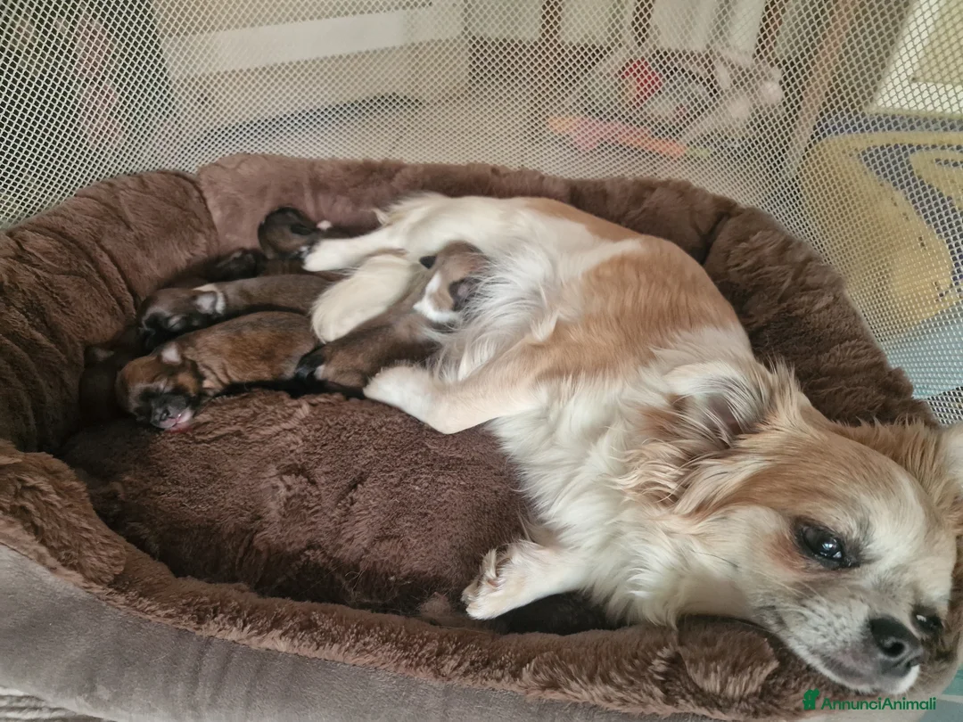 Chihuahua cani in vendita: Chihuahua fulvi a pelo lungo - Annuncio 1