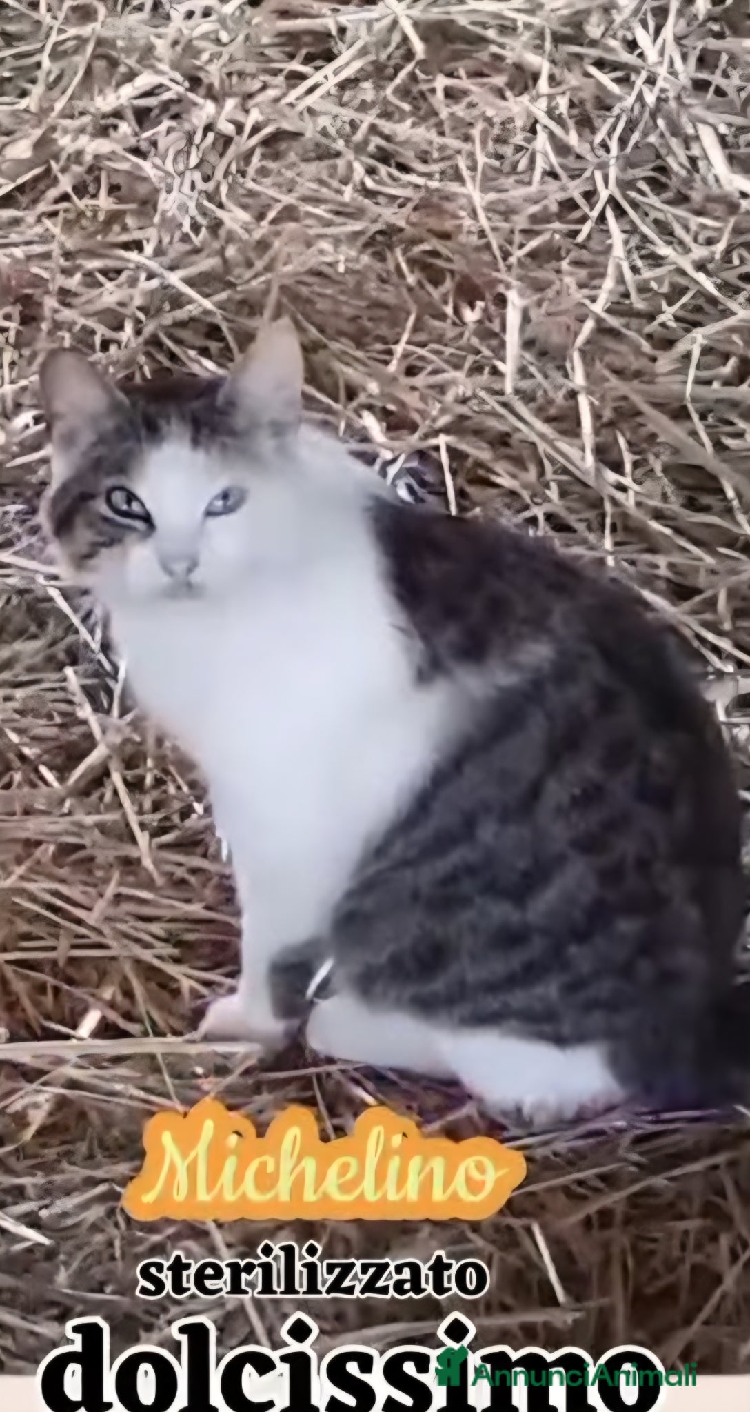 Europeo gatti MICHELINO, UNA DOLCEZZA CHE TOCCA IL ❤️ - Annuncio 3