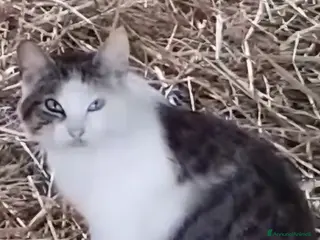 Europeo gatti MICHELINO, UNA DOLCEZZA CHE TOCCA IL ❤️ - Annuncio 1