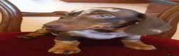 Bassotto cani in vendita: Cuccioli bassotto cioccolato e Arlecchino.  - Annuncio 6