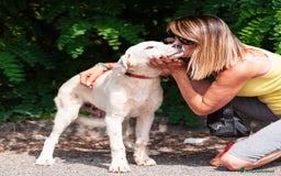 Altre razze cani in regalo: LINK e MAIL, 6 MESI, (01/01/25) a Provincia di Bergamo - Immagine 18