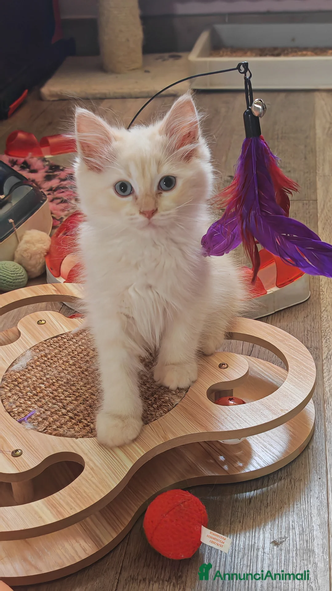 Ragdoll gatti in vendita: Ragdoll cuccioli  - Annuncio 2