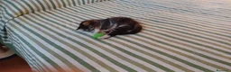 Meticcio gatti in regalo: GATTINI ADORABILI a Provincia di Monza e della Brianza - Annuncio 6