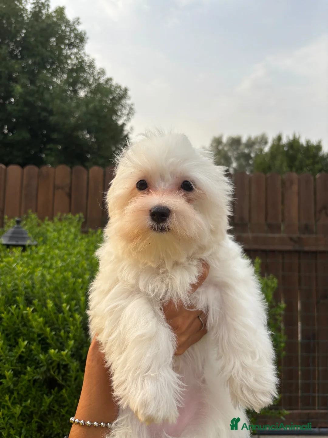 Maltese cani in vendita: cuccioli di maltese  a Città metropolitana di Roma Capitale - Annuncio 2