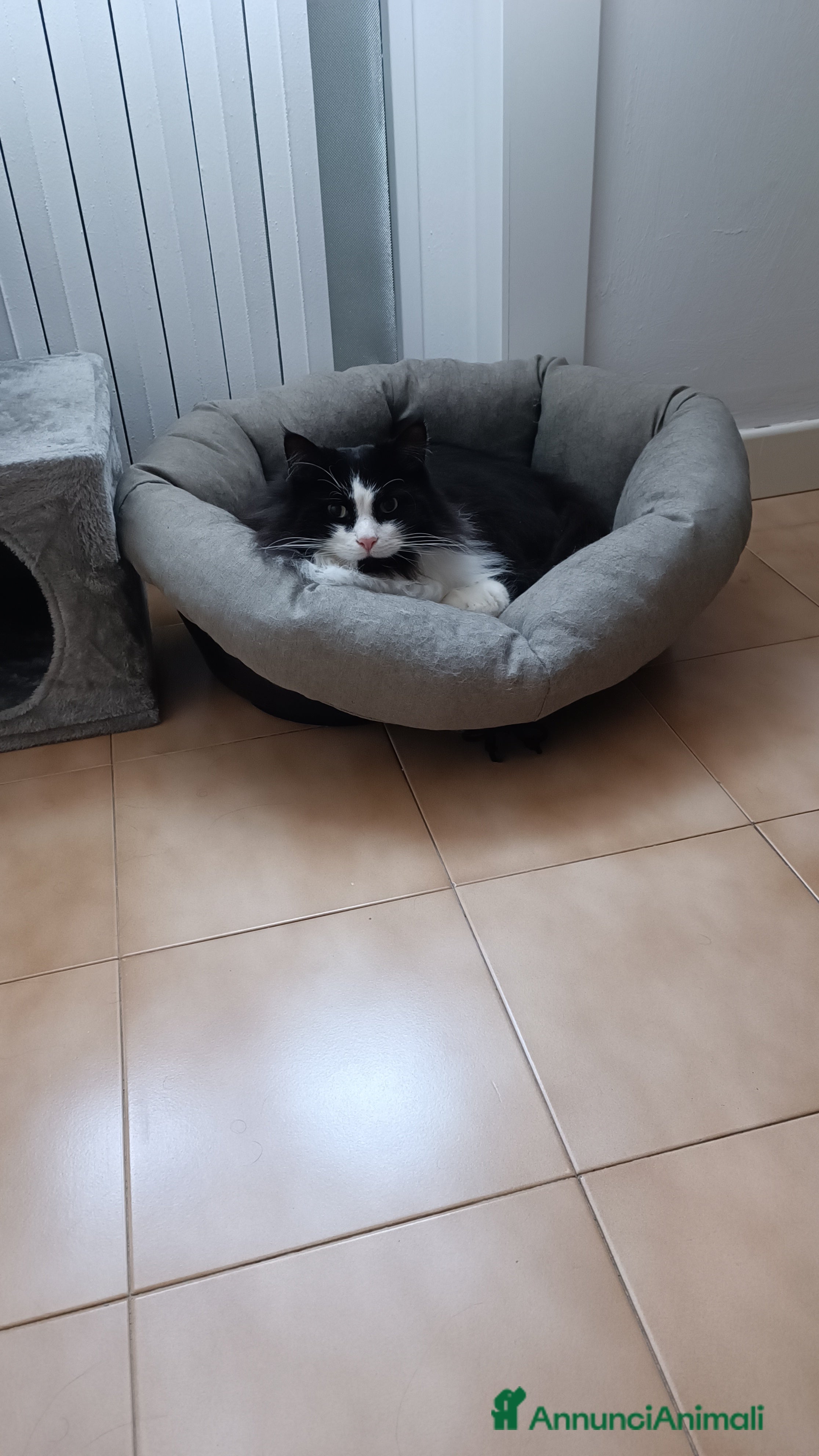 Norvegese gatti Regalo gatto norvegese  - Annuncio 1