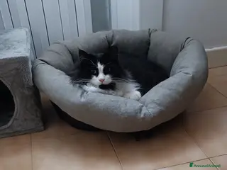 Norvegese gatti Regalo gatto norvegese - Annuncio 1