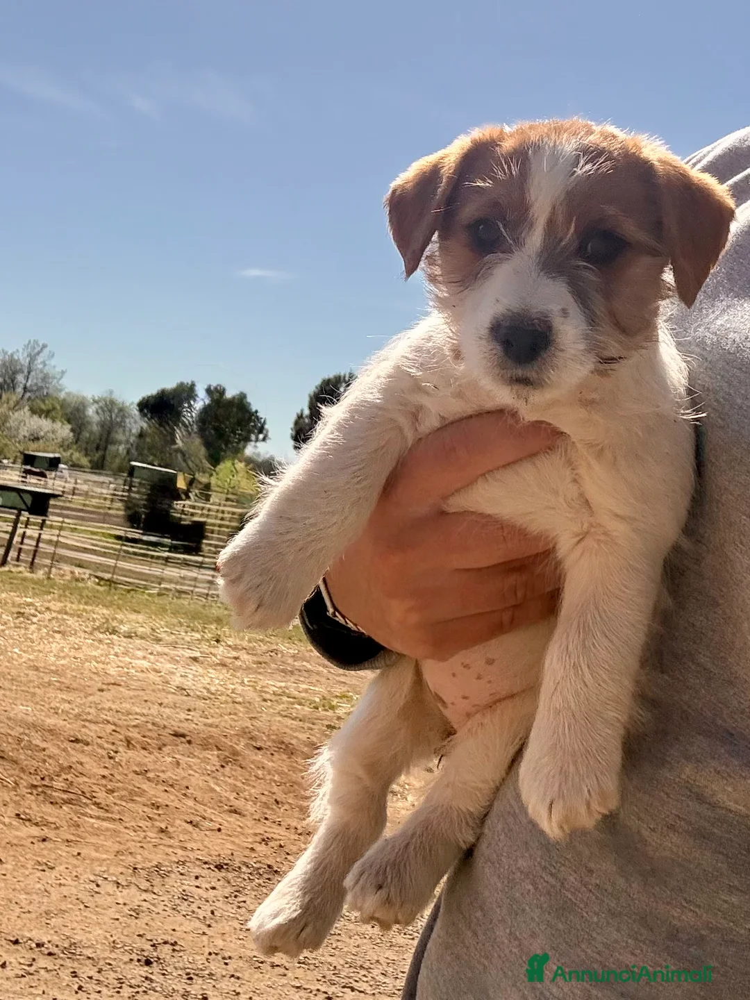 Jack Russell cani in vendita: Jack Russell alta genealogia  a Provincia di Viterbo - Annuncio 2