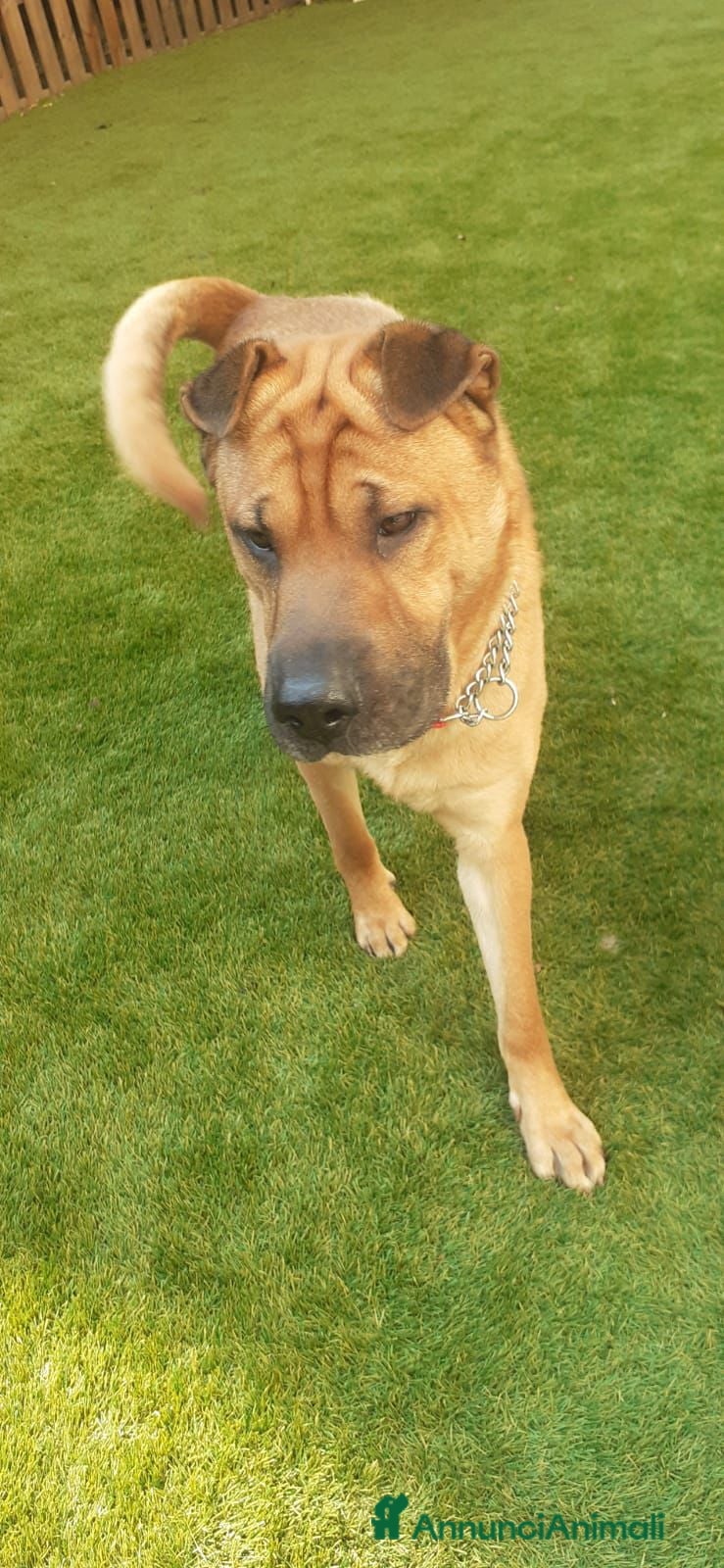 Shar Pei cani Sharpei 4anni,educato ADOZIONE CANE UNICO.MILANO a Città metropolitana di Milano - Annuncio 1