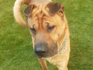 Shar Pei cani Sharpei 4anni,educato ADOZIONE CANE UNICO.MILANO a Città metropolitana di Milano - Annuncio 26