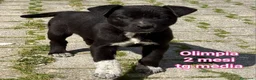 Meticcio cani in regalo: TROPPI CUCCIOLI ABBANDONATI  a Provincia di Verona - Annuncio 4