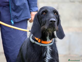 Meticcio cani Astrid in adozione - Annuncio 31