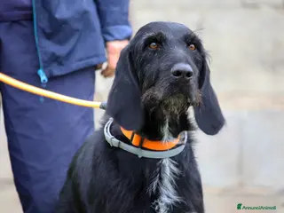 Meticcio cani Astrid in adozione - Annuncio 41