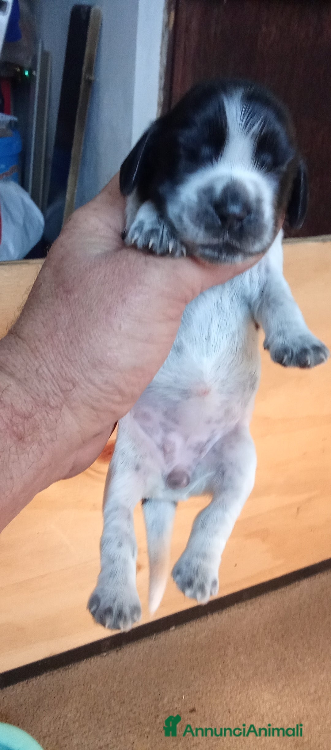 Cocker cani in vendita: Cuccioli di cocker spaniel  - Annuncio 7