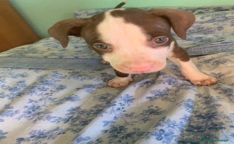Pitbull cani a Provincia di Viterbo - Annuncio 6
