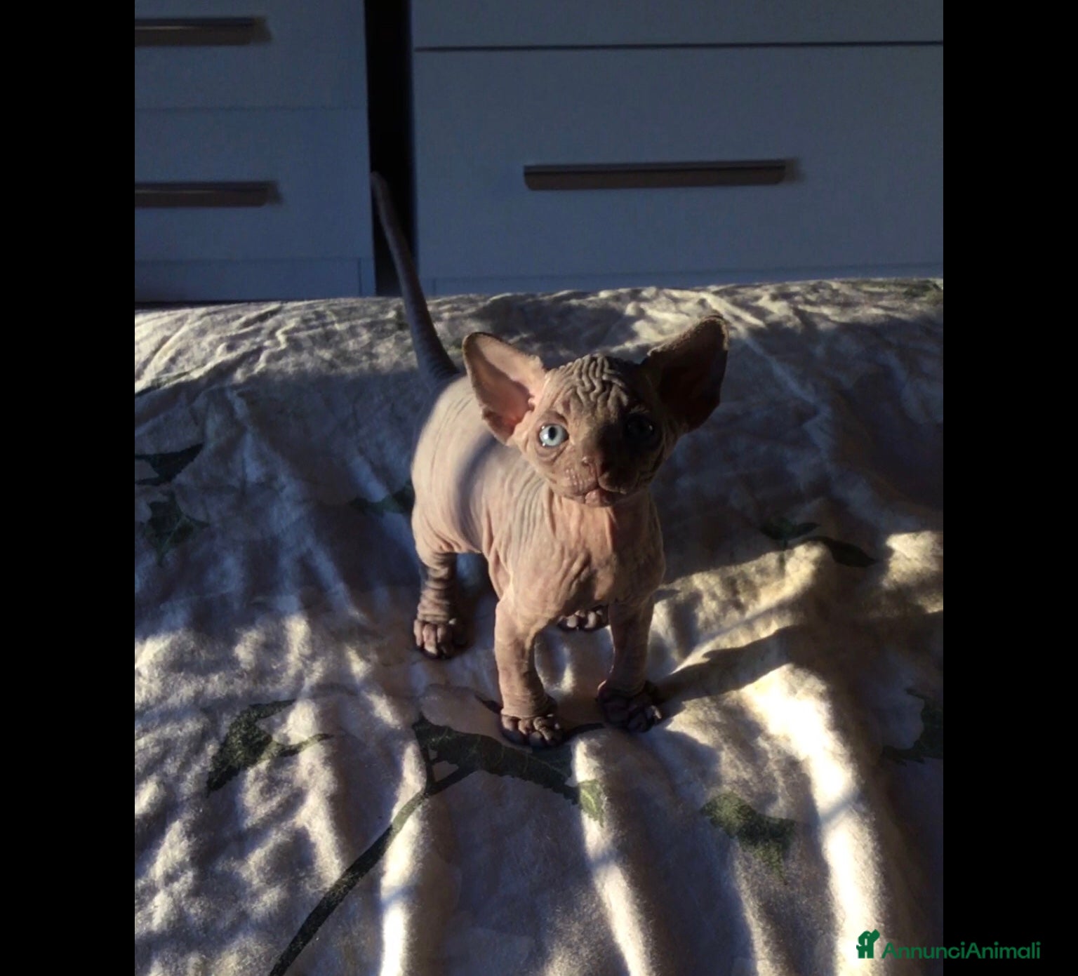 Sphynx gatti Cuccioli di canadian sphynx con pedigree  - Annuncio 35