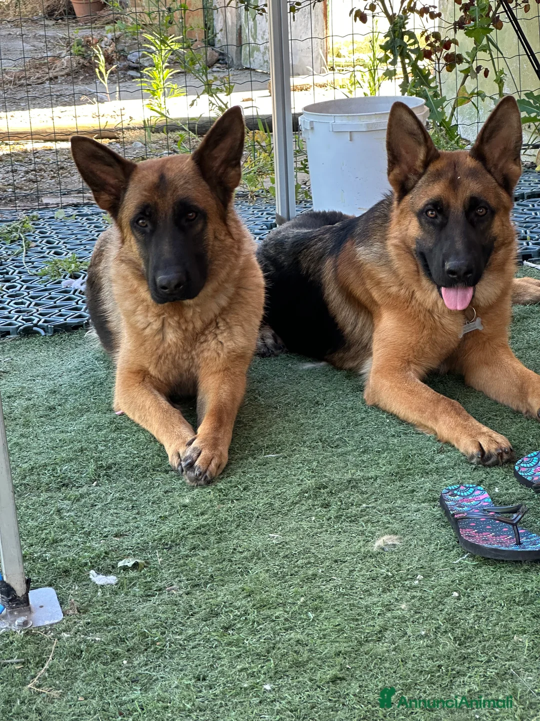 Pastore Tedesco cani in regalo: Cedo per malattia  a Provincia di Ferrara - Annuncio 2