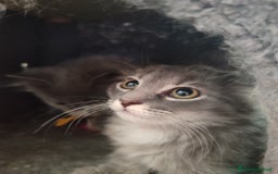Siberiano gatti in vendita: Gattini siberiani  a Provincia di Padova - Immagine 9